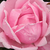Rosa - Rosas híbridas de té - Madame Caroline Testout
